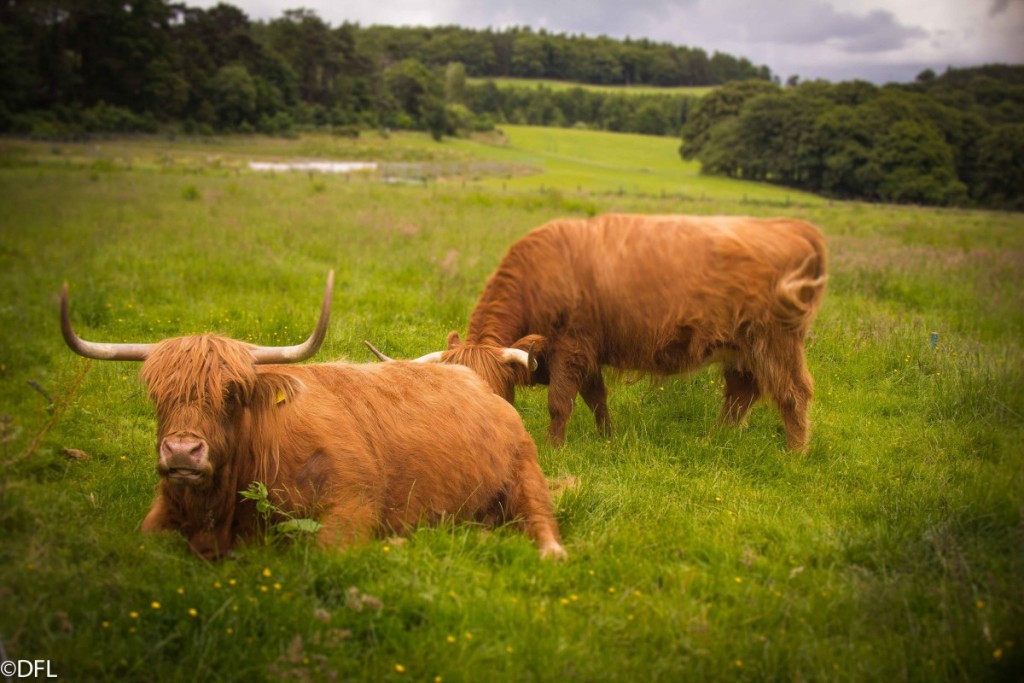 The Macallan highland cattle