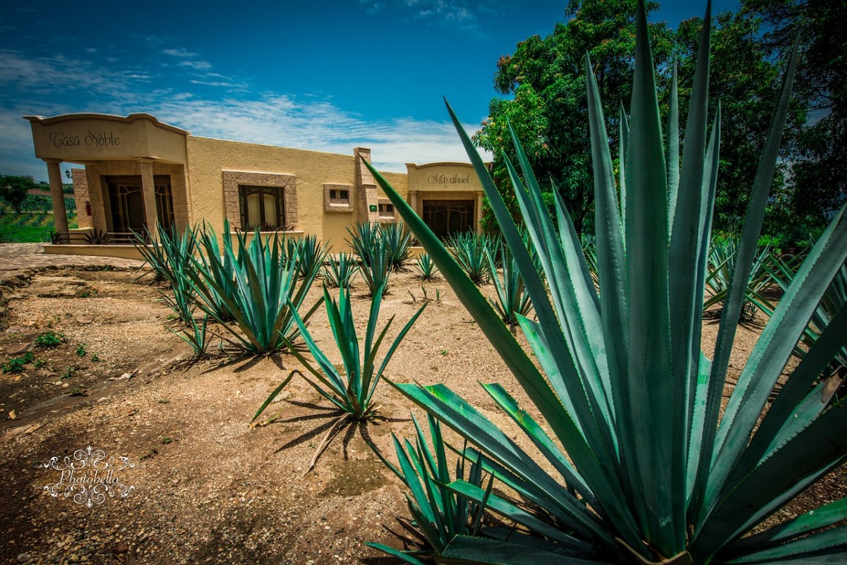agave tequila Mexico