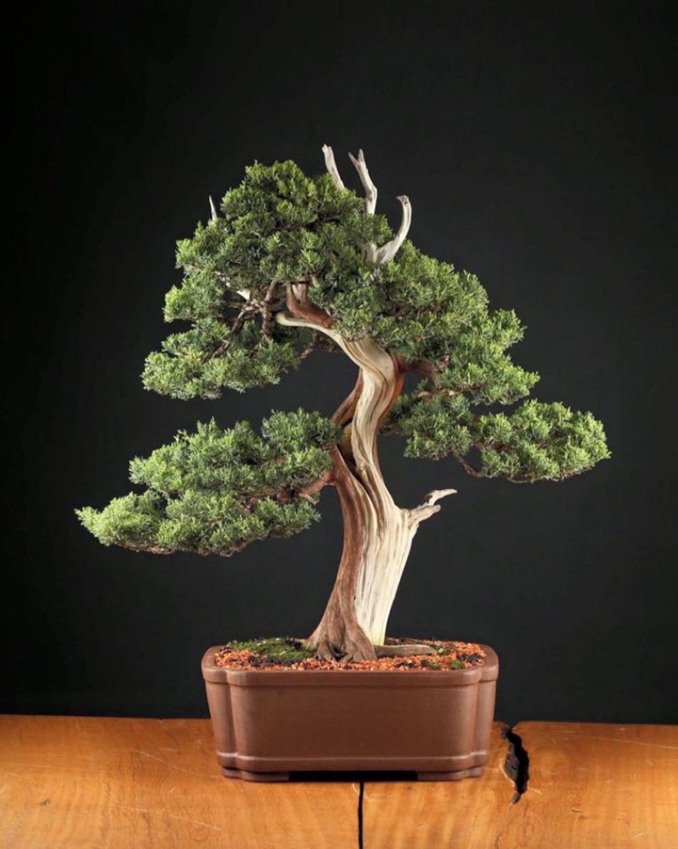 heroica beer juniper bonsai
