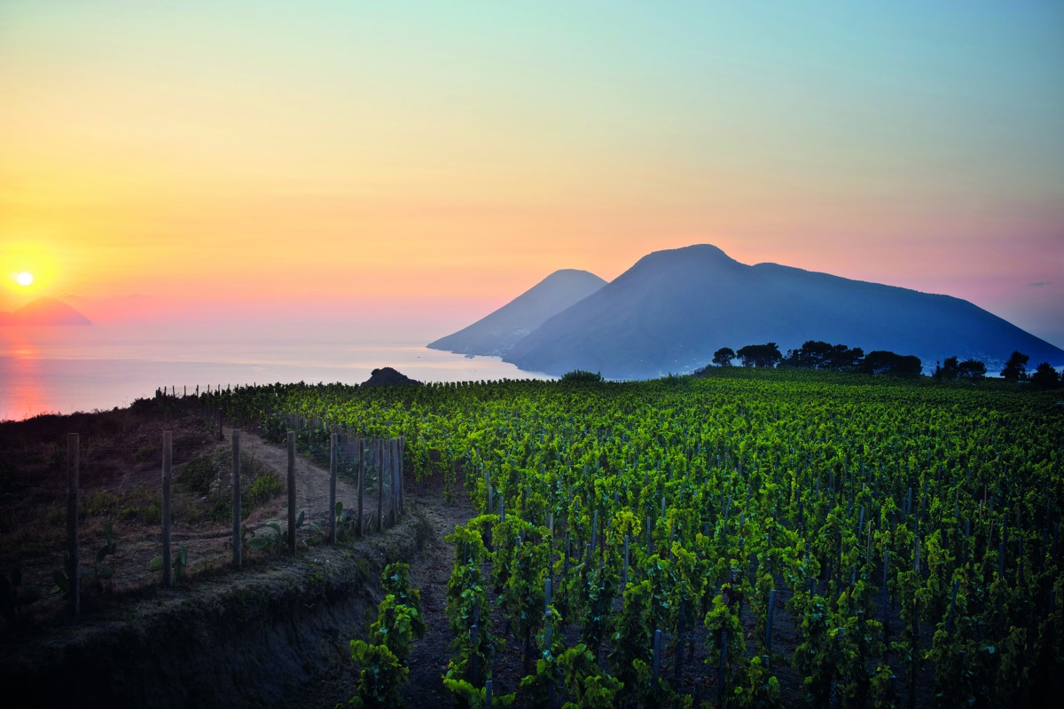 Vineyard in Italy Dellarosa Wine